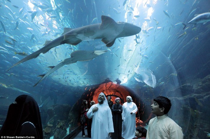 زيارة إلى حوض دبي المائي عالم ساحر من التشويق والاستمتاع بين