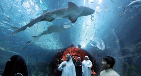 زيارة إلى حوض دبي المائي .. عالم ساحر من التشويق والاستمتاع بين الحياة البحرية