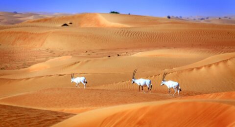 زيارة إلى محمية دبي الصحراوية .. ملاذ اكتشاف الحياة البرية في الإمارات