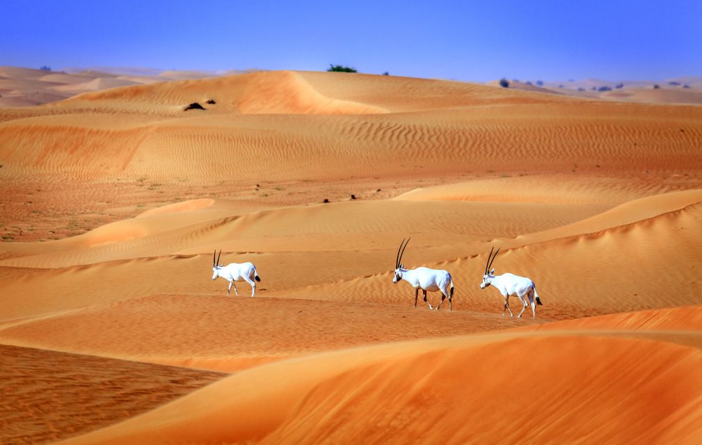 محمية دبي الصحراوية 